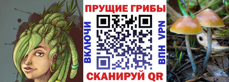 Псилоцибиновые грибы мицелий  Кунгур 
